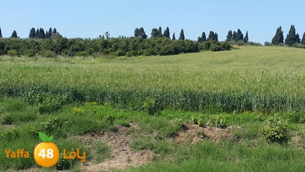 roben tabee3ar (17).JPG